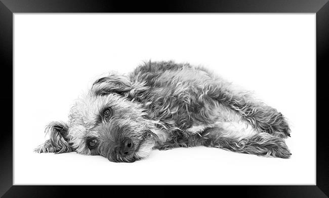 Cute Pup Framed Print by Natalie Kinnear