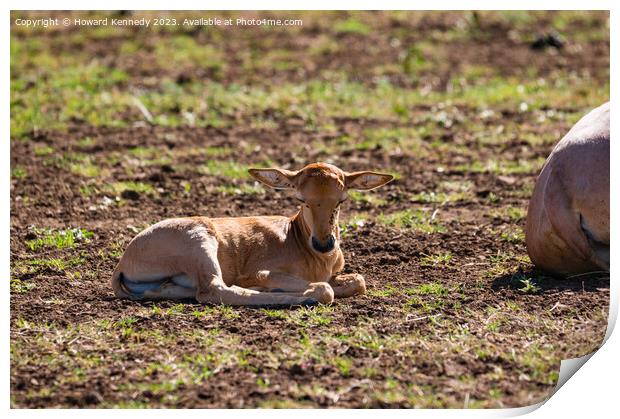 Newborn Topi drying out Print by Howard Kennedy