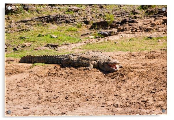Basking Crocodile Acrylic by Howard Kennedy
