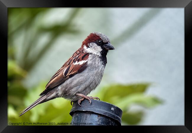 The House Sparrow Framed Print by Tom McPherson