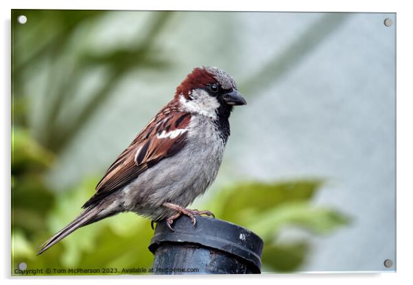 The House Sparrow Acrylic by Tom McPherson