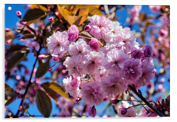 Japanese Flowering Cherry Acrylic by Tom McPherson