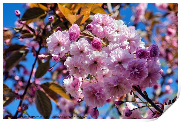Japanese Flowering Cherry Print by Tom McPherson