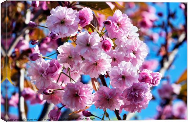 Japanese Flowering Cherry Canvas Print by Tom McPherson