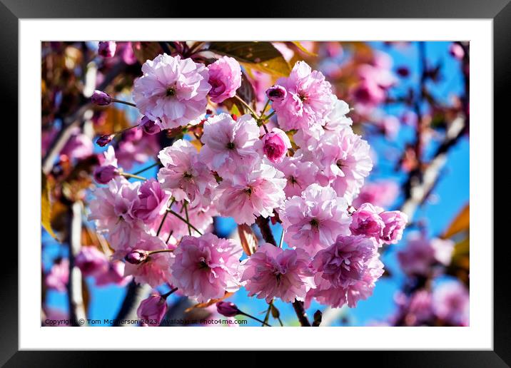 Japanese Flowering Cherry Framed Mounted Print by Tom McPherson