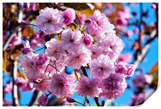 Japanese Flowering Cherry Print by Tom McPherson