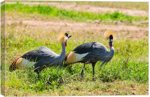 Grey-Crowned Cranes Canvas Print by Howard Kennedy