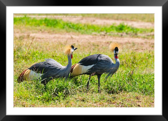 Grey-Crowned Cranes Framed Mounted Print by Howard Kennedy