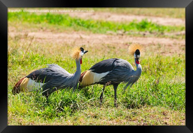 Grey-Crowned Cranes Framed Print by Howard Kennedy