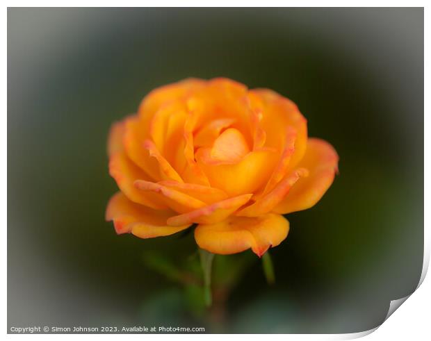 Rose flower  Print by Simon Johnson