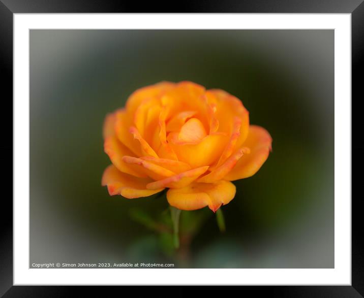 Rose flower soft focus Framed Mounted Print by Simon Johnson