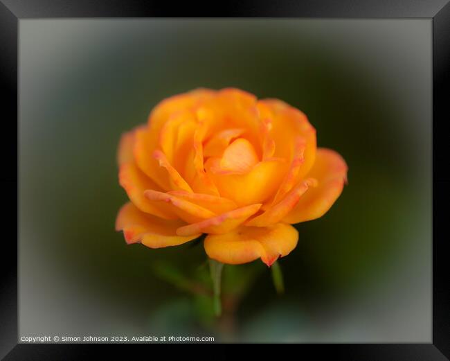 Rose flower soft focus Framed Print by Simon Johnson