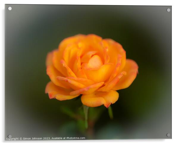Rose flower soft focus Acrylic by Simon Johnson