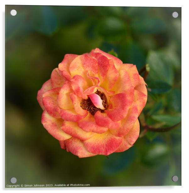 Rose flower  Acrylic by Simon Johnson