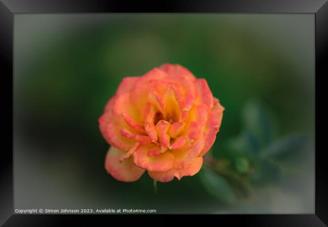 Orange Rose Framed Print by Simon Johnson