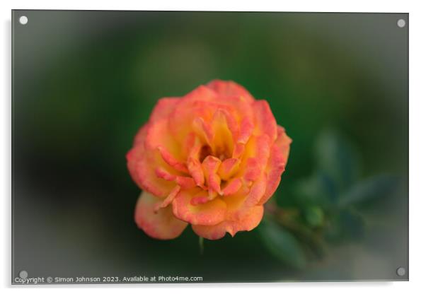 Orange Rose Acrylic by Simon Johnson