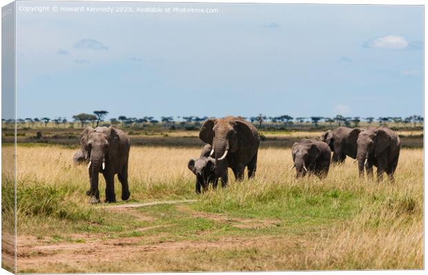 Elephant family crossing the savanna in a heat haze Canvas Print by Howard Kennedy