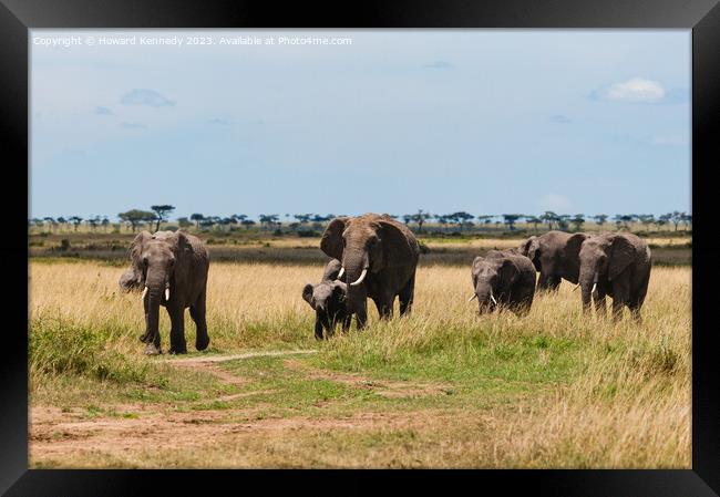 Elephant family crossing the savanna in a heat haze Framed Print by Howard Kennedy