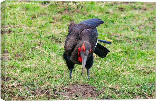 Southern Ground Hornbill hunting Canvas Print by Howard Kennedy