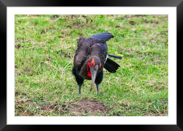 Southern Ground Hornbill hunting Framed Mounted Print by Howard Kennedy