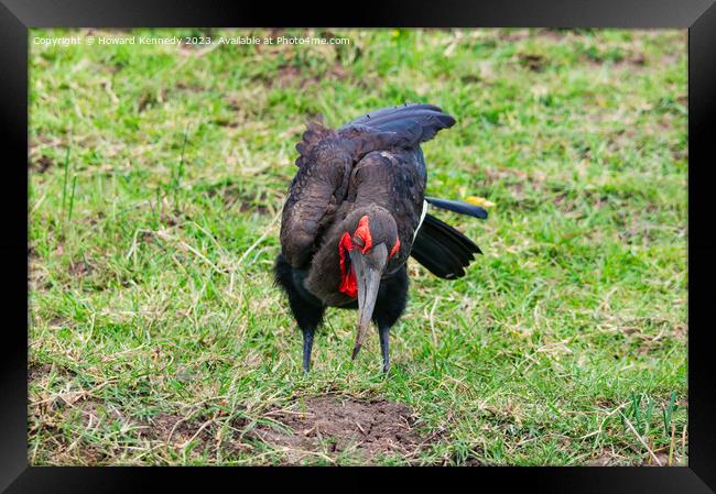 Southern Ground Hornbill hunting Framed Print by Howard Kennedy