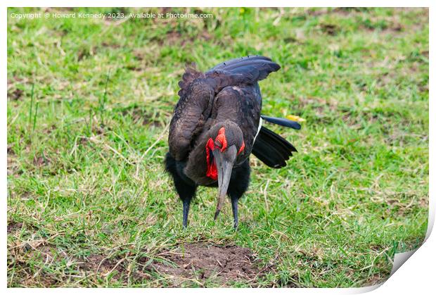 Southern Ground Hornbill hunting Print by Howard Kennedy