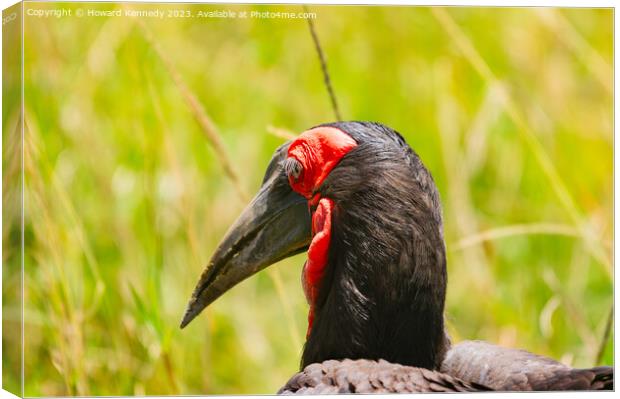 Close-up of Ground Hornbill Canvas Print by Howard Kennedy