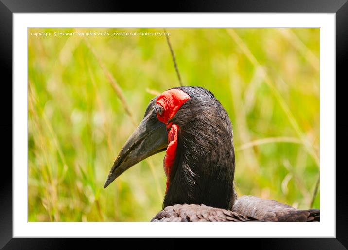 Close-up of Ground Hornbill Framed Mounted Print by Howard Kennedy
