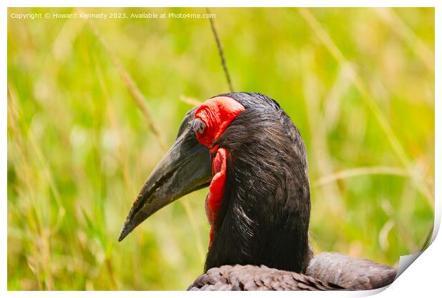 Close-up of Ground Hornbill Print by Howard Kennedy