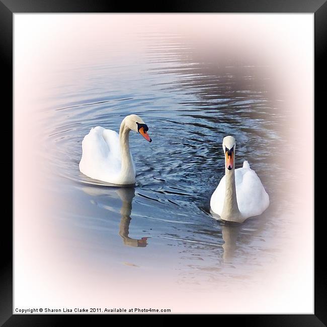 Blush Swans Framed Print by Sharon Lisa Clarke