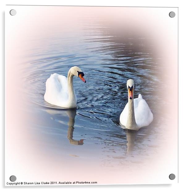 Blush Swans Acrylic by Sharon Lisa Clarke