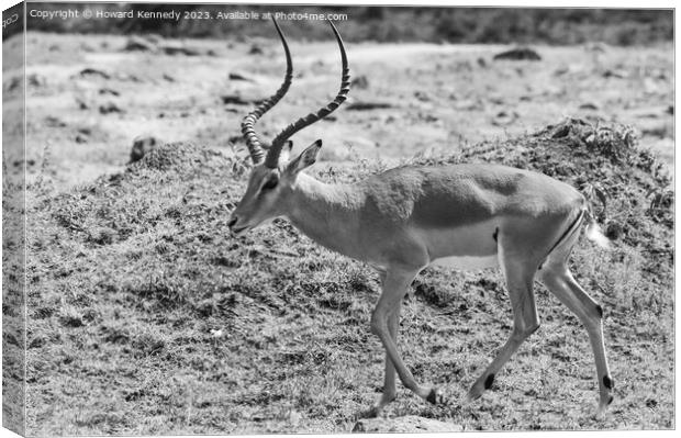 Male Impala in black and white Canvas Print by Howard Kennedy