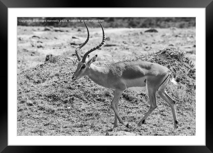 Male Impala in black and white Framed Mounted Print by Howard Kennedy