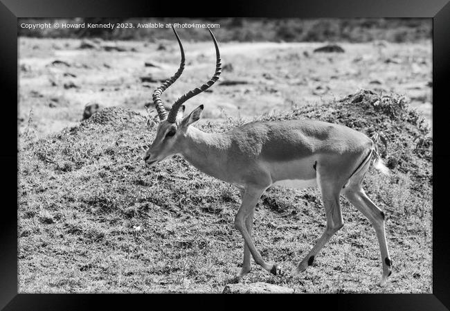 Male Impala in black and white Framed Print by Howard Kennedy
