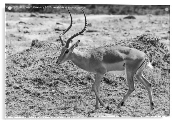 Male Impala in black and white Acrylic by Howard Kennedy