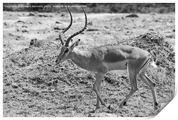 Male Impala in black and white Print by Howard Kennedy