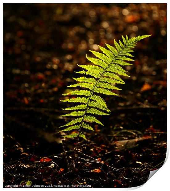 Sunlit fern Print by Simon Johnson