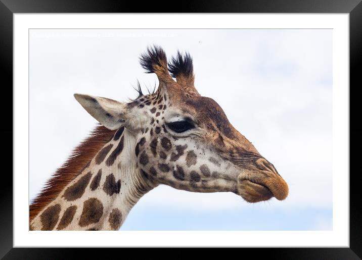 Giraffe headshot Framed Mounted Print by Howard Kennedy