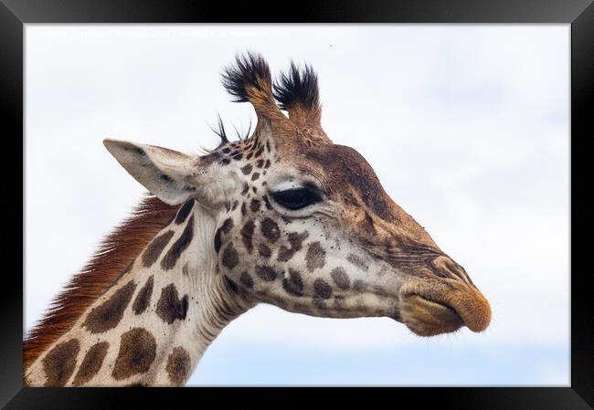 Giraffe headshot Framed Print by Howard Kennedy