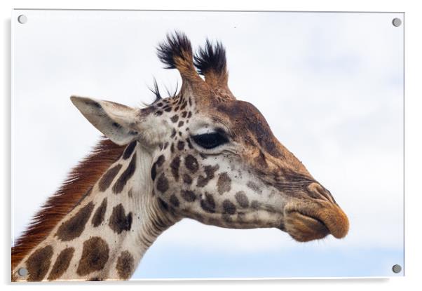 Giraffe headshot Acrylic by Howard Kennedy