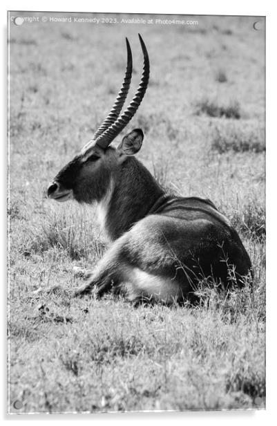Huge male Defassa Waterbuck in black and white Acrylic by Howard Kennedy