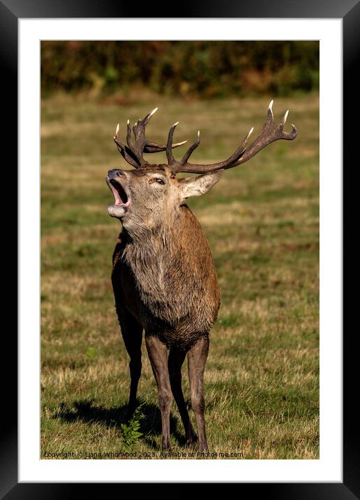 Bellowing Red Deer Stag Framed Mounted Print by Liann Whorwood