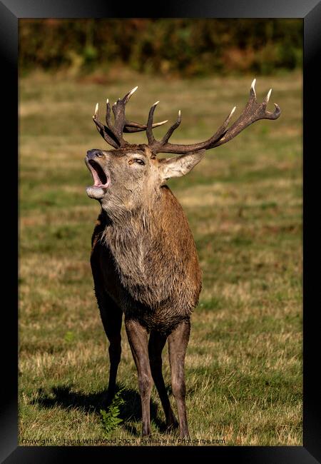 Bellowing Red Deer Stag Framed Print by Liann Whorwood