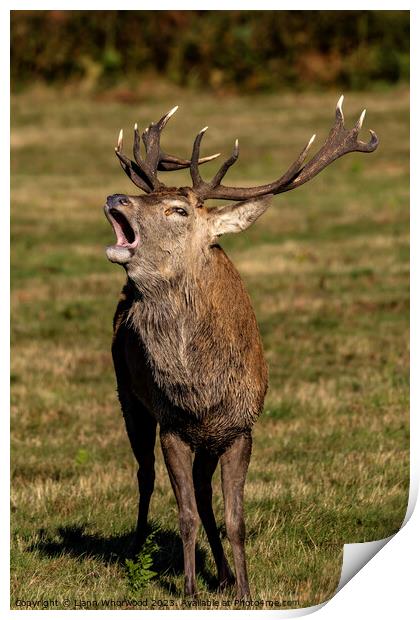 Bellowing Red Deer Stag Print by Liann Whorwood