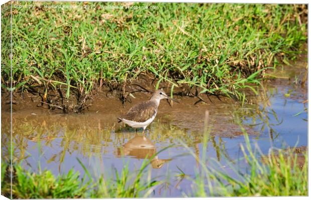 Green Sandpiper wading Canvas Print by Howard Kennedy