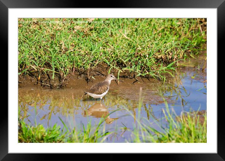 Green Sandpiper wading Framed Mounted Print by Howard Kennedy