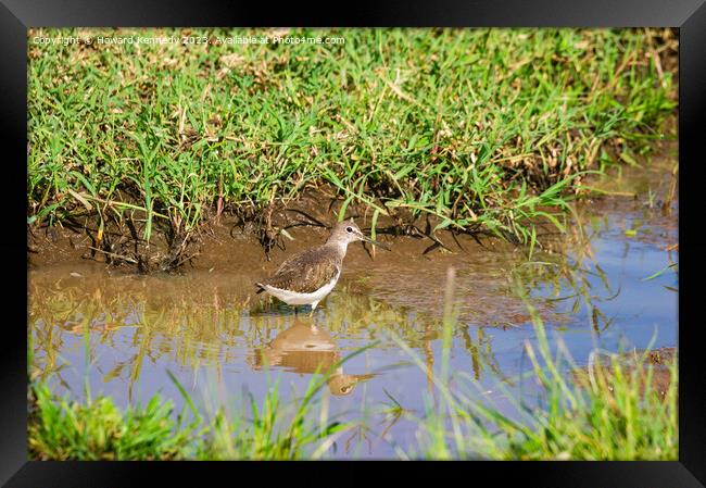 Green Sandpiper wading Framed Print by Howard Kennedy