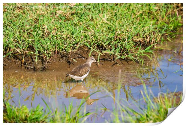 Green Sandpiper wading Print by Howard Kennedy