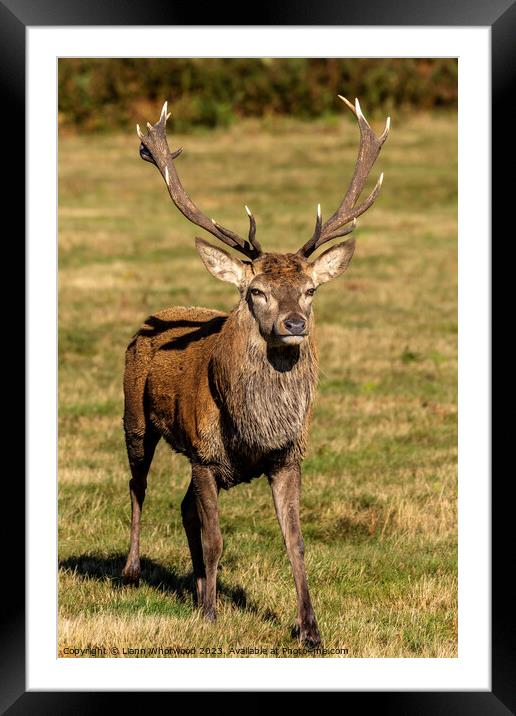 Red deer Stag in golden sunlight in autumn  Framed Mounted Print by Liann Whorwood