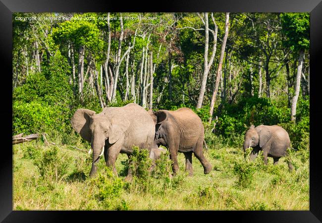 Elephant family browsing Framed Print by Howard Kennedy